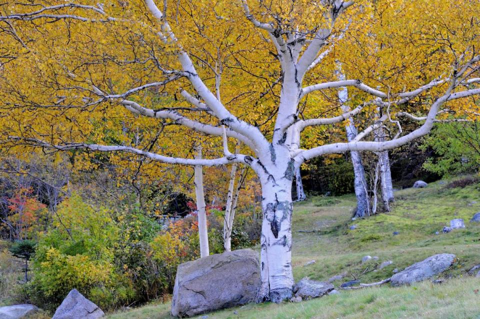 Paper birch tree with whiteish bark and yellow leaves