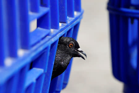 A pigeon is seen in a case after government staff caught it along a street in Bangkok, Thailand September 26, 2018. REUTERS/Soe Zeya Tun