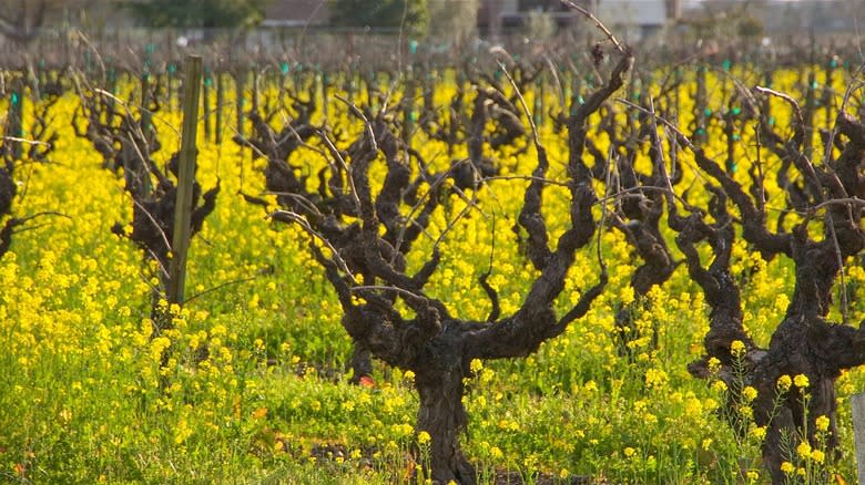 Old zinfandel vines