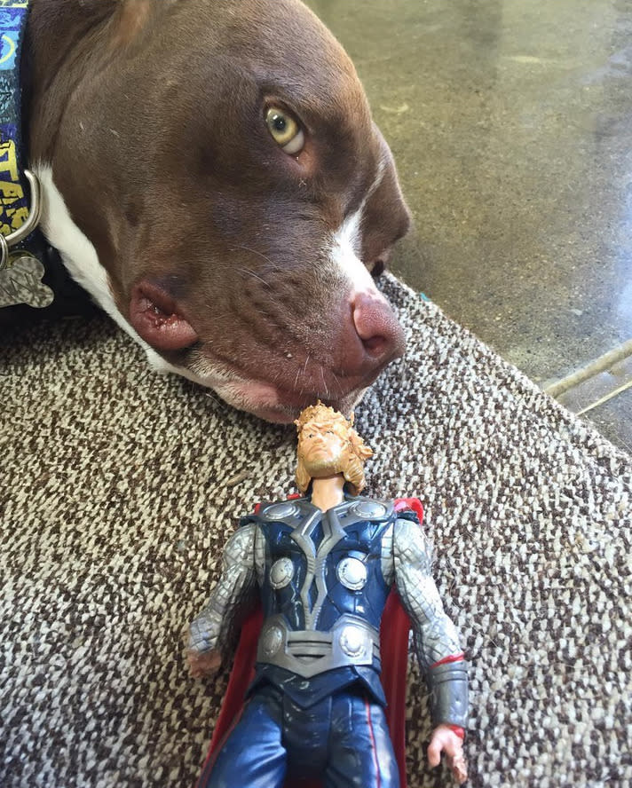 … im Oktober ein Foto von einer Thor-Puppe, die seine Hündin Tani genüsslich zerkaut hatte. “Thor”-Darsteller Chris ließ sich … (Bild: Instagram/Liam Hemsworth)