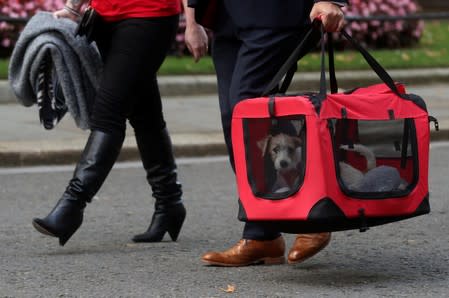 Members of a charity organisation Friends of animals Wales bring a new dog to Downing Street in London