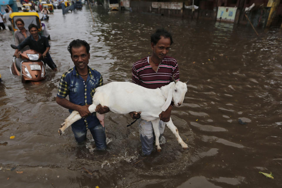 Indian men carry a goat past floodwaters after heavy rainfall in Ahmadabad, India, Friday, Aug. 17, 2018. India receives its annual rainfall from June-October. (AP Photo/Ajit Solanki)