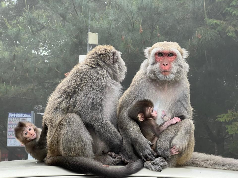 民眾千萬不可餵食臺灣獼猴。（圖／翻攝自玉山國家公園粉專）