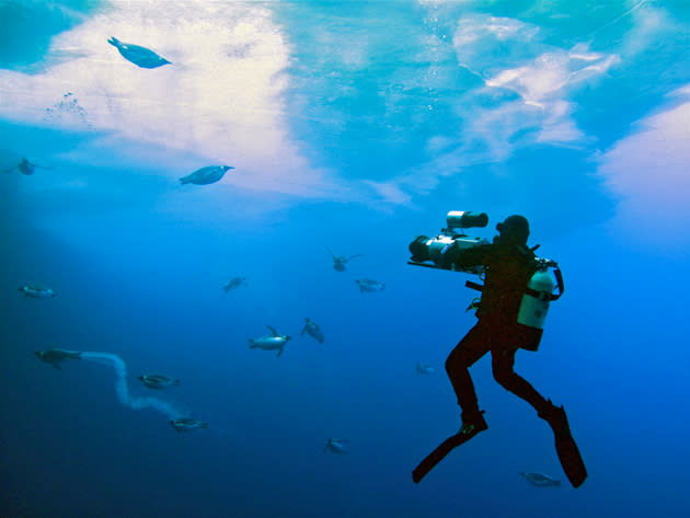 <b>Frozen Planet, BBC One, Wed, 9pm</b><br><b>Episode 4</b><br><br>Didier Noirot cameraman filming emperor penguins underwater. They are returning to breed at Cape Washington, Antarctic continent. The team used a ground-breaking hi-speed camera underwater to capture the penguins magical underwater ballet.