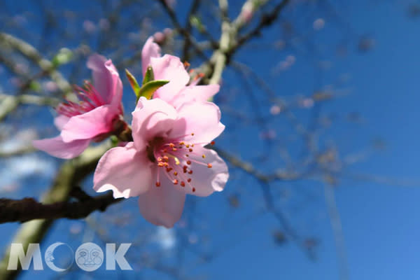 梅花發散清香。(圖片提供／陳冠鑫)