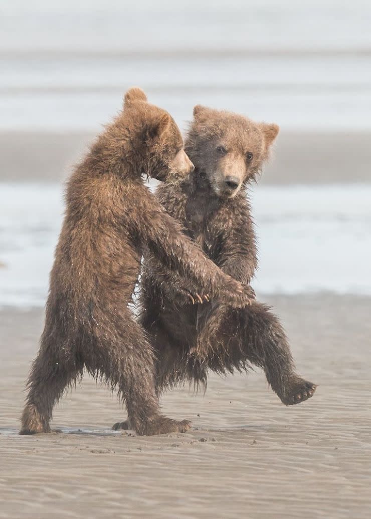 Les photos les plus drôles d’animaux