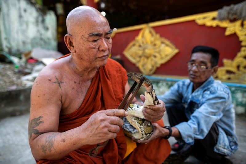 Buddhist monk Wilatha feeds a rescued Burmese python at his monastery that has turned into a snake sanctuary on the outskirts of Yangon