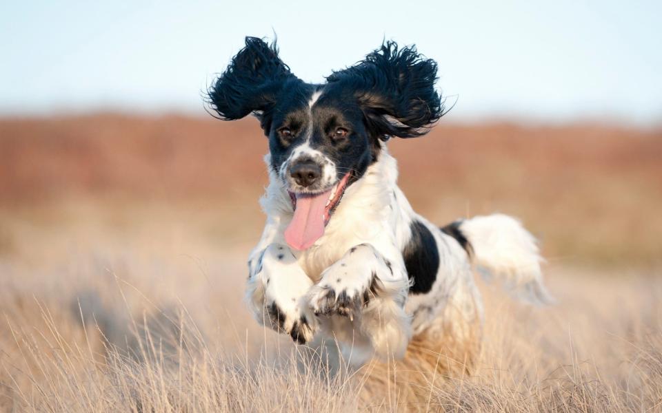 Pure joy on the face of a young spaniel running free - Dageldog
