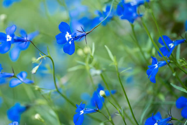 15 Full-Shade Annuals That Will Flourish Without Direct Sun