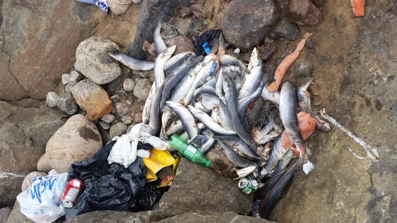 'Wastage is not allowed by anyone': Rotting fish plaguing Iqaluit's shores again