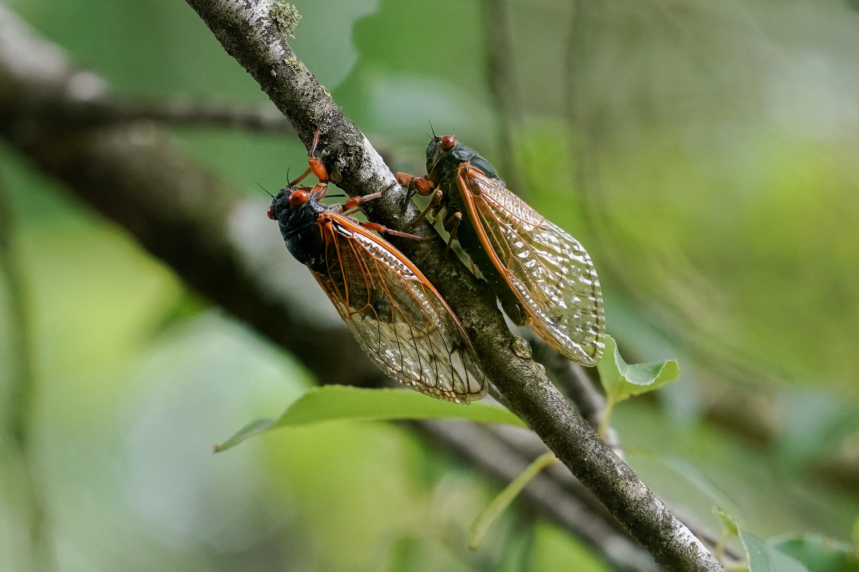 Two cicadas from Brood XIX on a tree branch in Angelville, Georgia.