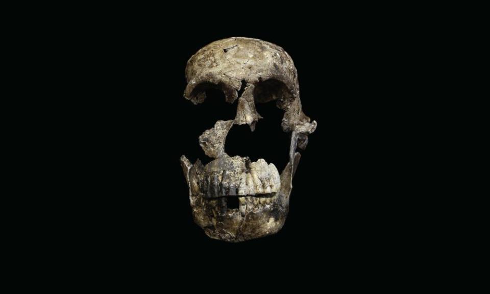 The skull of Homo naledi, as discovered in the Rising Star cave system in South Africa