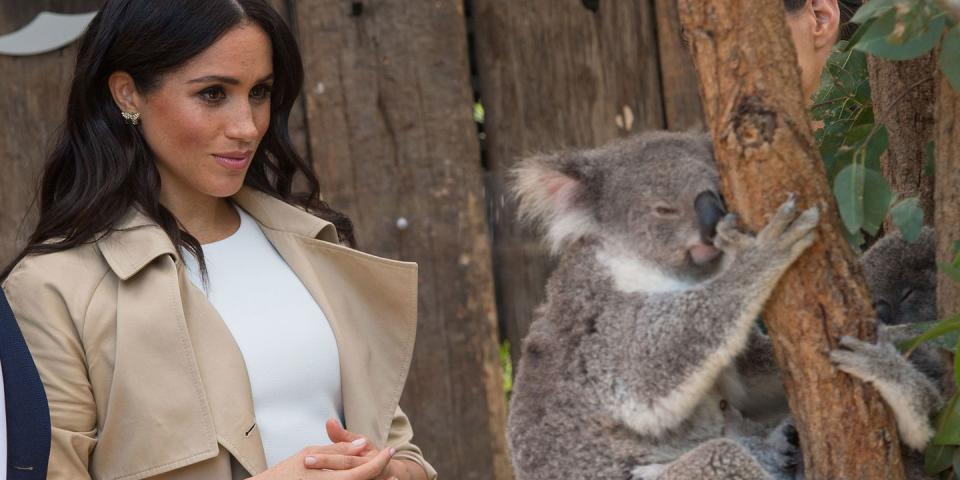 <p><strong>16 October</strong> Meghan got close to a koala.</p>