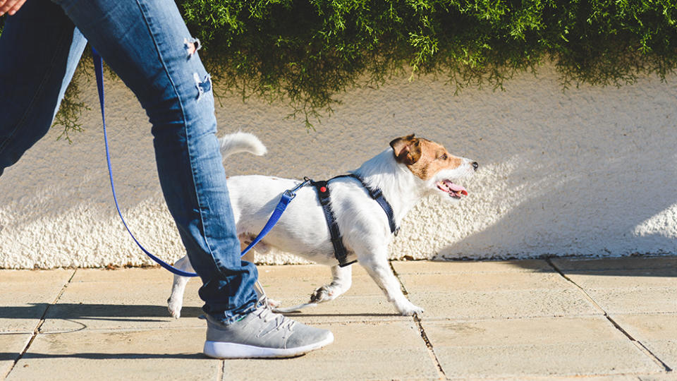 The ACT have passed law which impose harsher penalties for animal cruelty. A stock image of a dog being walked.