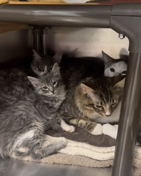 Among the abandoned cats there were 3-week-old kittens. (Credit: Homeward Bound Cat Adoptions)