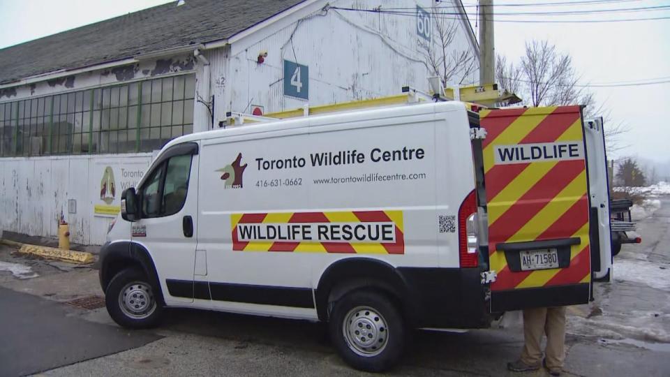 Toronto Wildlife Centre urges people to avoid feeding wild animals they counter in the city, for the safety of both residents and the animals themselves.
