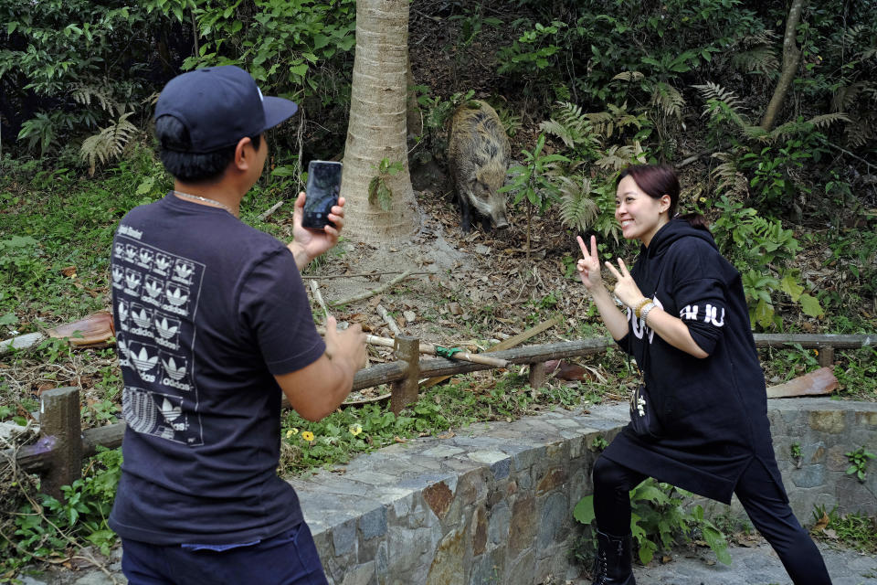 In this Jan. 13, 2019, photo, local residents take a photo in front of a wild boar at a Country Park in Hong Kong. Like many Asian communities, Hong Kong ushers in the astrological year of the pig. That’s also good timing to discuss the financial center’s contested relationship with its wild boar population. A growing population and encroaching urbanization have brought humans and wild pigs into increasing proximity, with the boars making frequent appearances on roadways, housing developments and even shopping centers. (AP Photo/Vincent Yu)