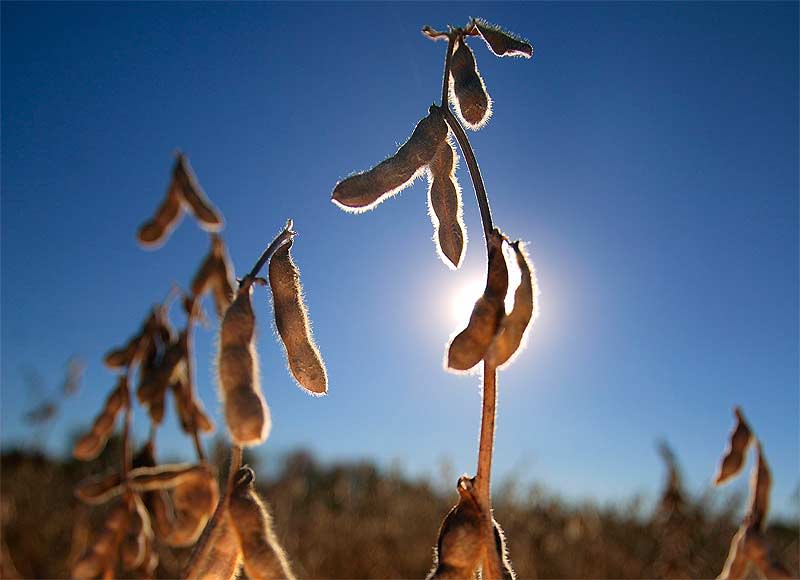 Soybeans ready for harvest on a Licking County farm. Soybeans are an ingredient in biodiesel fuel.