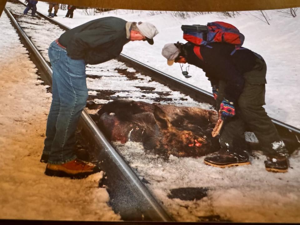 Biologist Joe Hamr (left) is worried that the elk herd has been thinned out by Indigenous hunting, but also high rates of the 'naive' animals getting hit by cars and trains.  