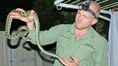 Mr McKenzie has been dealing with snakes for 13 years. Photo: Facebook