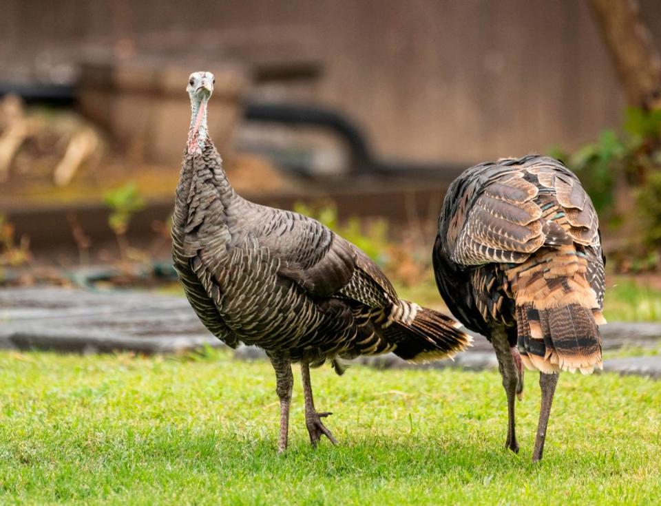 Turkeys forage in the Arden Arcade neighborhood on Wednesday, Sept. 21, 2022. A mailman killed a turkey after it attacked him. Residents have seen some of the aggressive turkeys wandering their neighborhood who some have been able to fend off with their dogs.