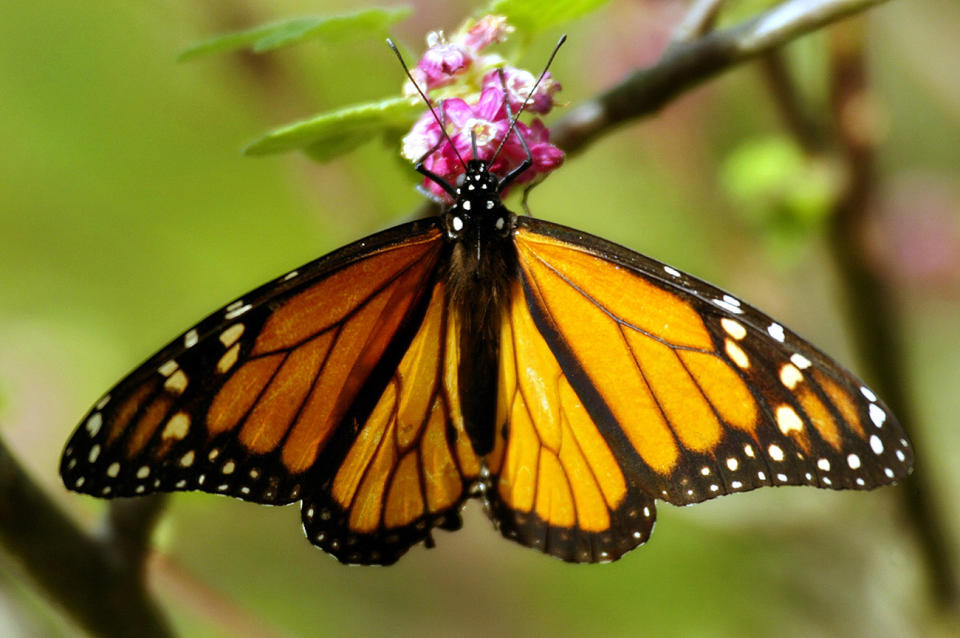 Butterflies at California's Monarch Sanctuary