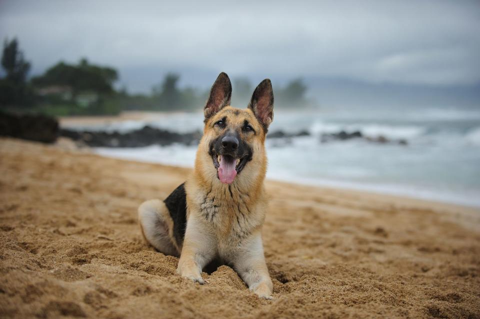 German Shepherd