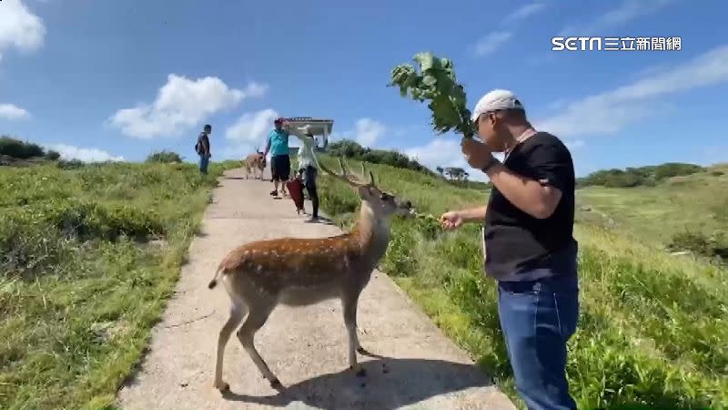 立委質疑漁船將龍蝦運往只有梅花鹿的大坵島是幌子。