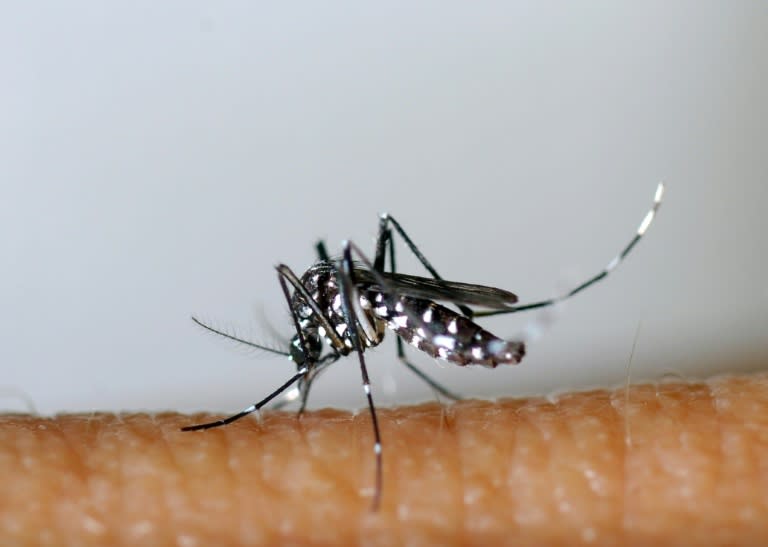 Un moustique tigre asiatique (Aedes albopictus), le 26 mars 2013 (-)