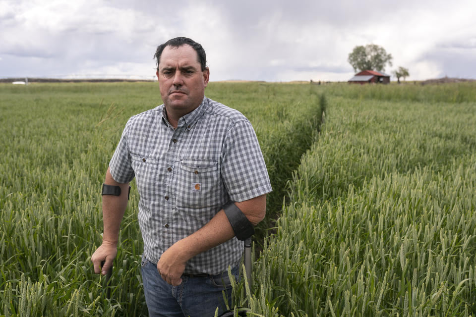 Ben DuVal stands in a field of triticale, one of the few crops his family was able to plant this year due to the water shortage, on Wednesday, June 9, 2021, in Tulelake, Calif. DuVal's family has farmed the land near the California-Oregon border for three generations, and this summer for the first time ever, he and hundreds of others who rely on irrigation from a depleted, federally managed lake aren't getting any water from it at all. Competition over the water in the Klamath Basin has always been intense, but this summer, because of a historic drought there is not enough water for the needs of farmers, Native American tribes and wildlife refuges. (AP Photo/Nathan Howard)