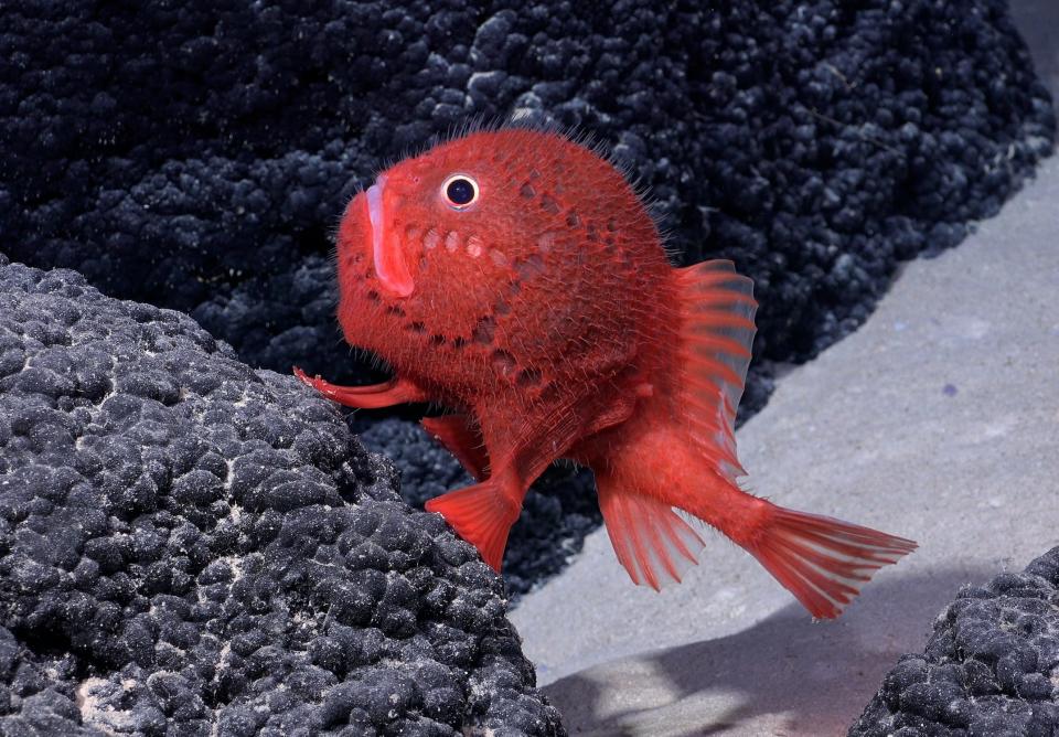 Der Chaunacops coloratus wird oft als Seekröte oder Sargfisch bezeichnet. - Copyright: ROV SuBastian/Schmidt Ocean Institute