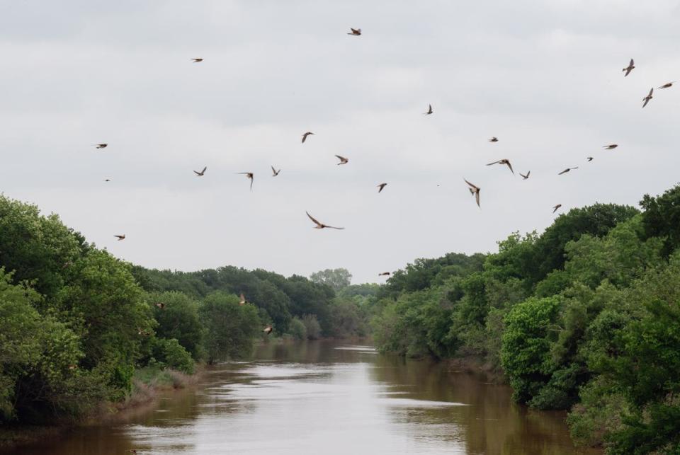 Swallows fly over the Little Wichita River on Monday, May 6, 2024 in Henrietta, Texas. The proposed Lake Ringgold dam will be built on the river if a permit to construct Lake Ringgold, a reservoir the City of Wichita Falls says will help with future water needs, is approved. Residents and ranchers of Clay County say they will lose acres of their property and claim the project is unnecessary.                                                                        