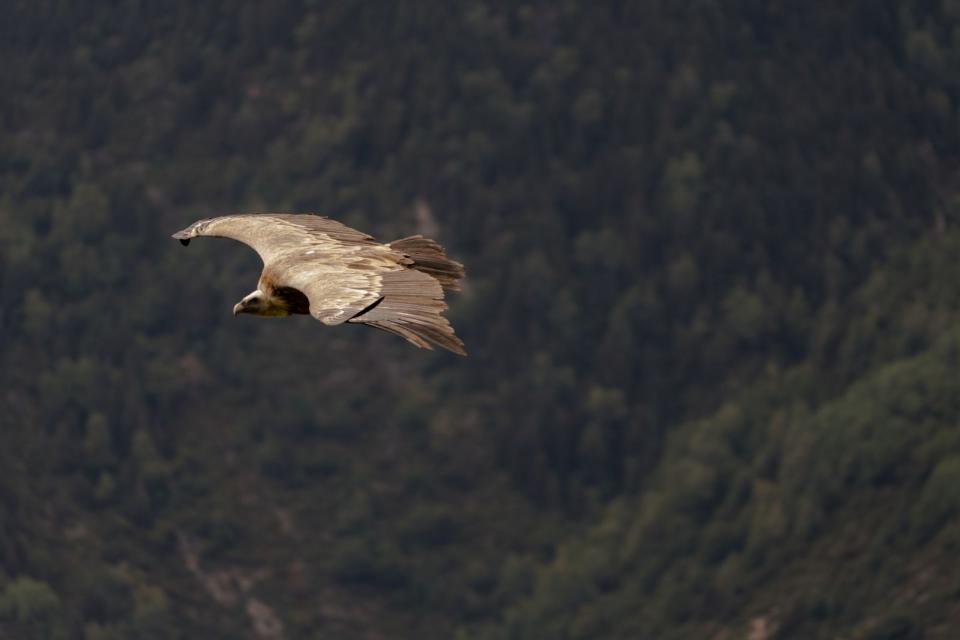 Im Spanischen fiel die Wahl auf einen möglichst großen Vogel und um seine Unerreichbarkeit noch zu unterstreichen, sitzt er nicht nur oben auf einem Dach, sondern fliegt durch die Lüfte: "Ein Vogel in der Hand ist besser als ein fliegender Geier." ("Más vale pájaro en mano que buitre volando.") (Bild: iStock/Alfonso Fernández Gómez)