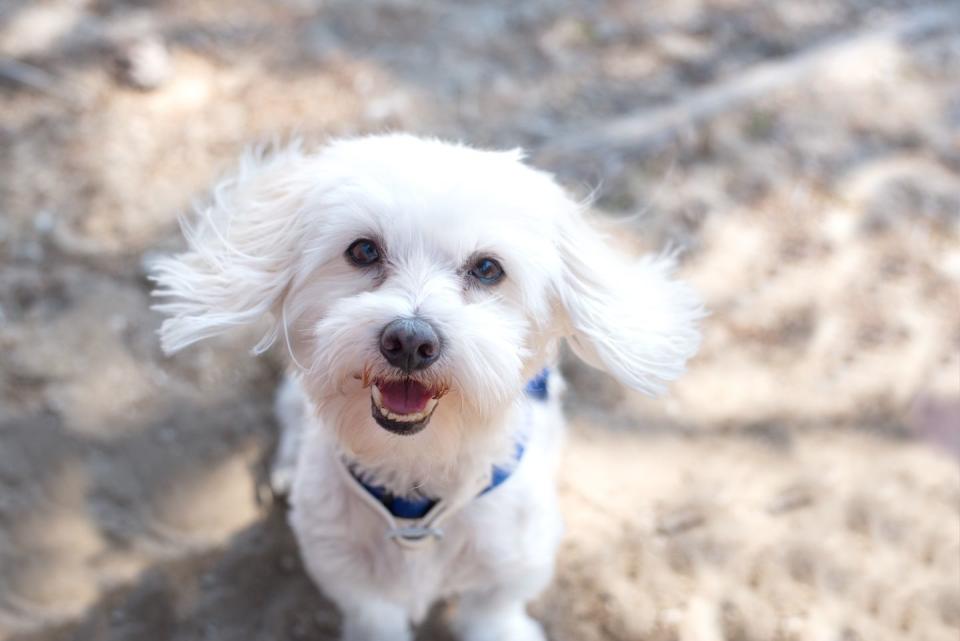 maltese dog portrait smallest dog breeds