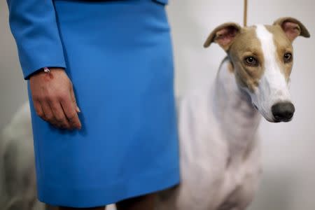 A handler stands with a Greyhound before judging. REUTERS/Mike Segar