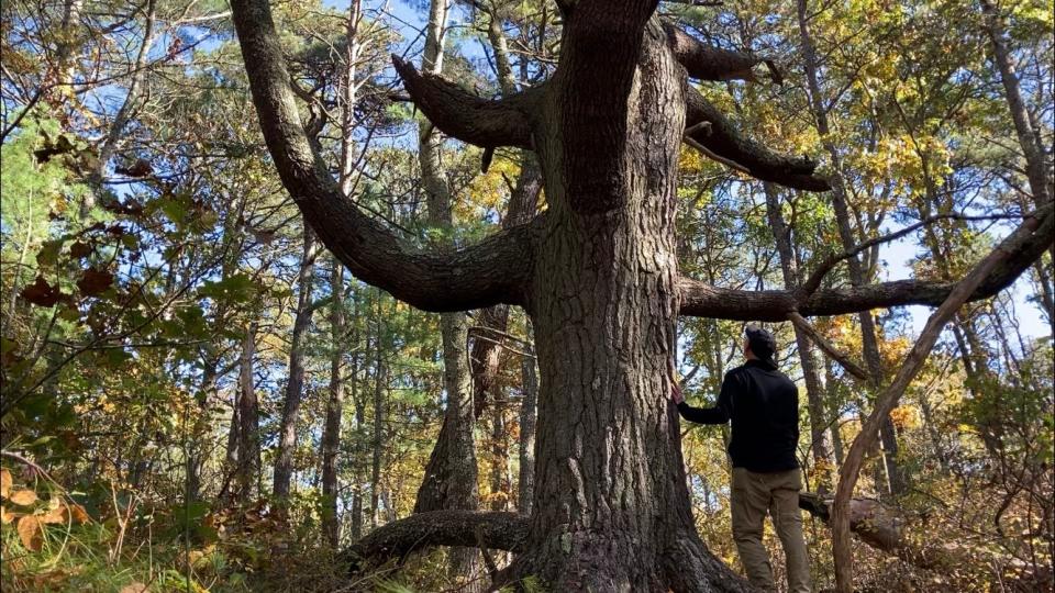 The biggest pine tree I've ever seen on Cape Cod, along a trail in the Mashpee River Woodlands.