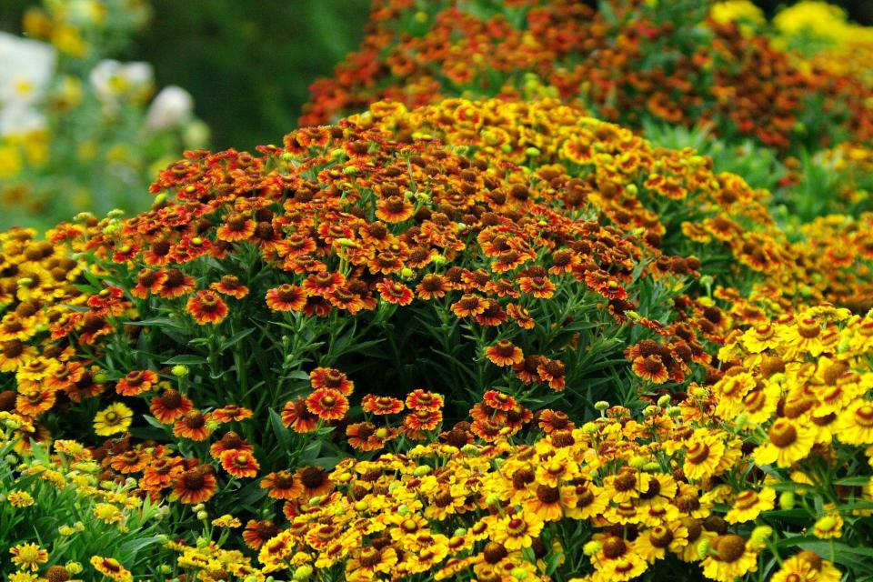 Helenium