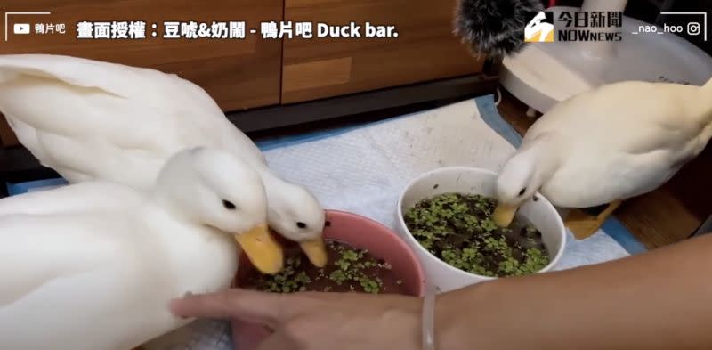 ▲如何在家中輕鬆栽培浮萍呢？（圖／豆唬&奶鬧 - 鴨片吧 Duck bar.  授權）