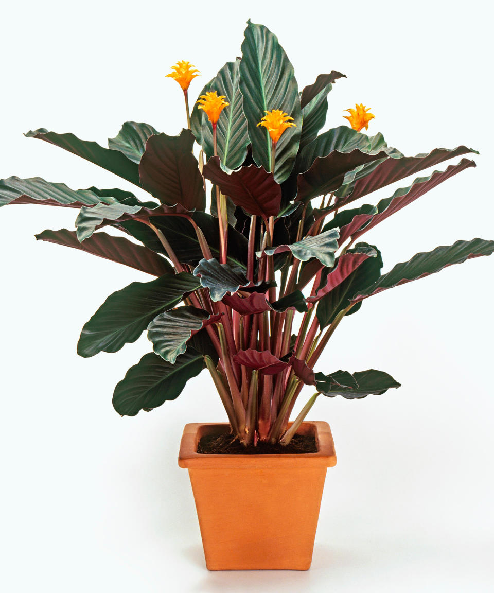 9. Eternal flame (Geoppertia crocata 'Tassmania'; syn. Calathea crocata 'Tassmania')