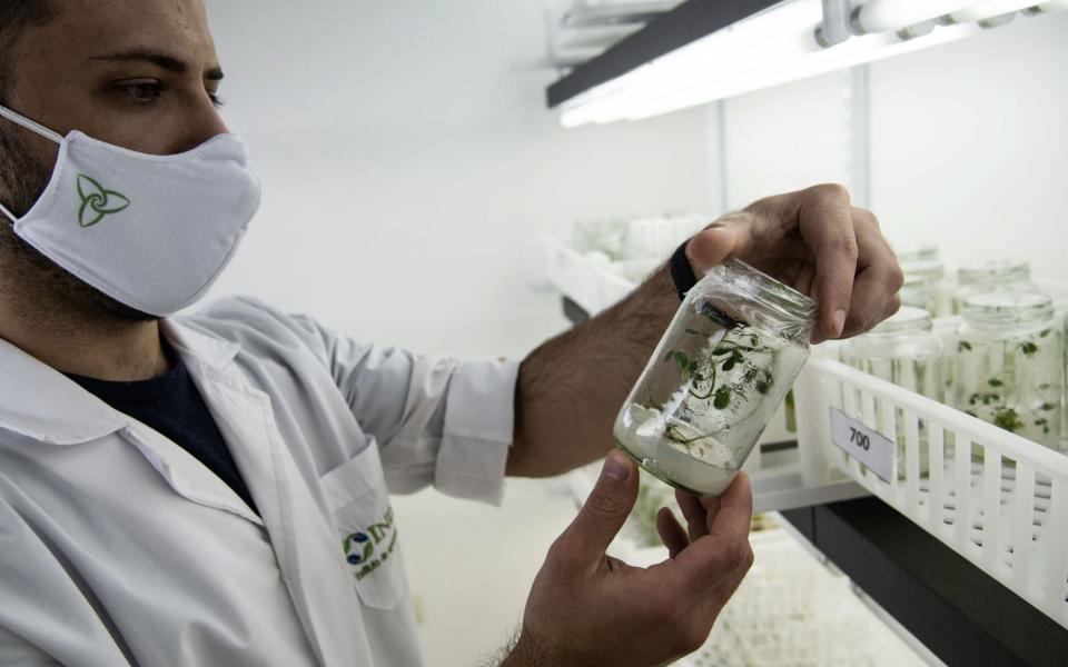 A scientist studies genetically modified plants in the growth room of a lab at the Bioceres agricultural biotechnology company in Rosario, Santa Fe Province, Argentina -  MARCELO MANERA / AFP