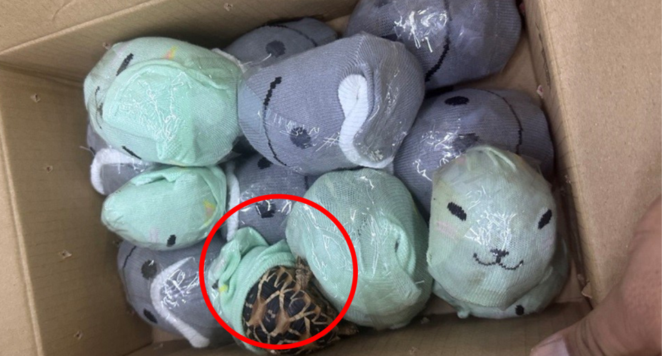 Tortoises wrapped in socks with smiling faces on them. A red circle around an exposed one.