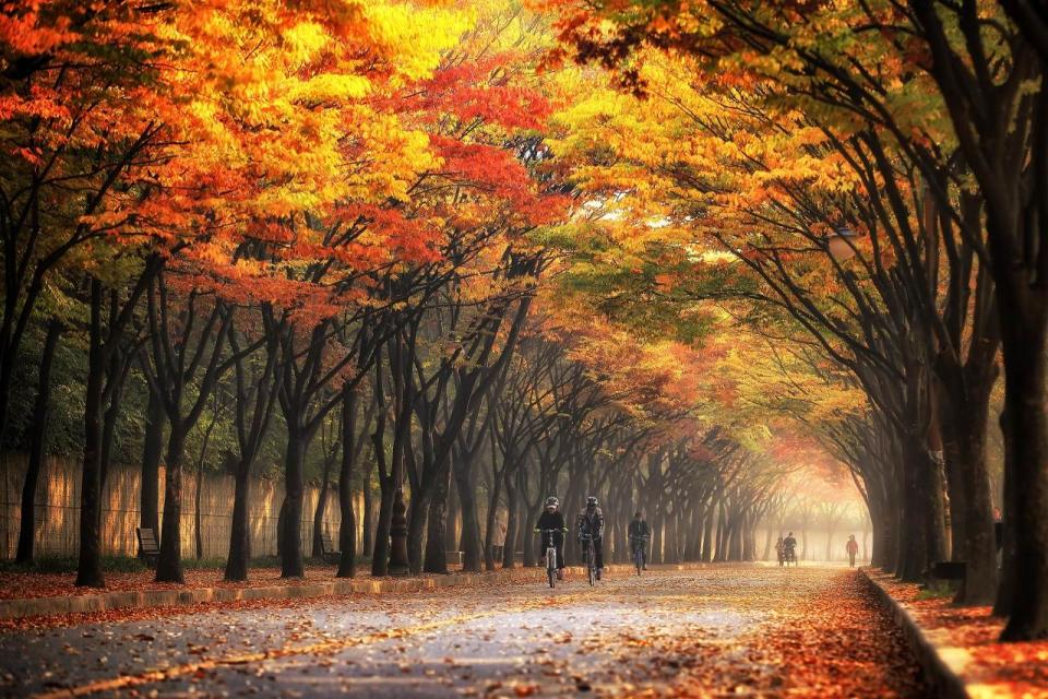 韓國仁川大公園最熱門的打卡景點「楓葉隧道」。圖片來源：Klook