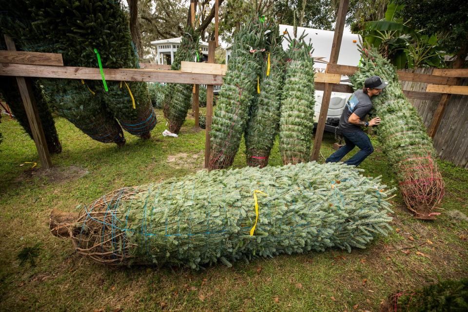 Merrick Teagan, lot manager at the Booger Mountain Christmas Tree lot on Pipkin Road, stands up some of the few pre-order trees left at their location In Lakeland, FL on Monday Nov. 28, 2022. The lot opened its stand at 9 a.m. Friday and were sold out by 1p.m. Ernst Peters/The Ledger