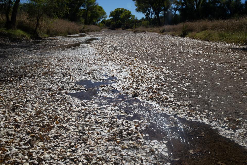 The San Pedro River, October 27, 2021, in the San Pedro Riparian National Conservation Area near Fairbank, Arizona.