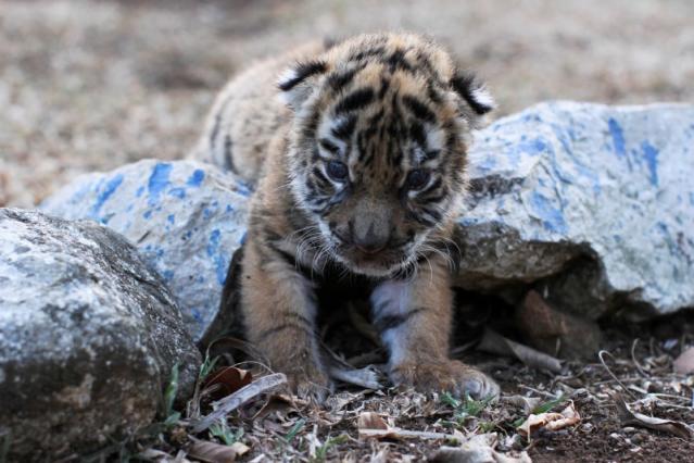 White Bengal tiger' look back for Steelers game; other NFL