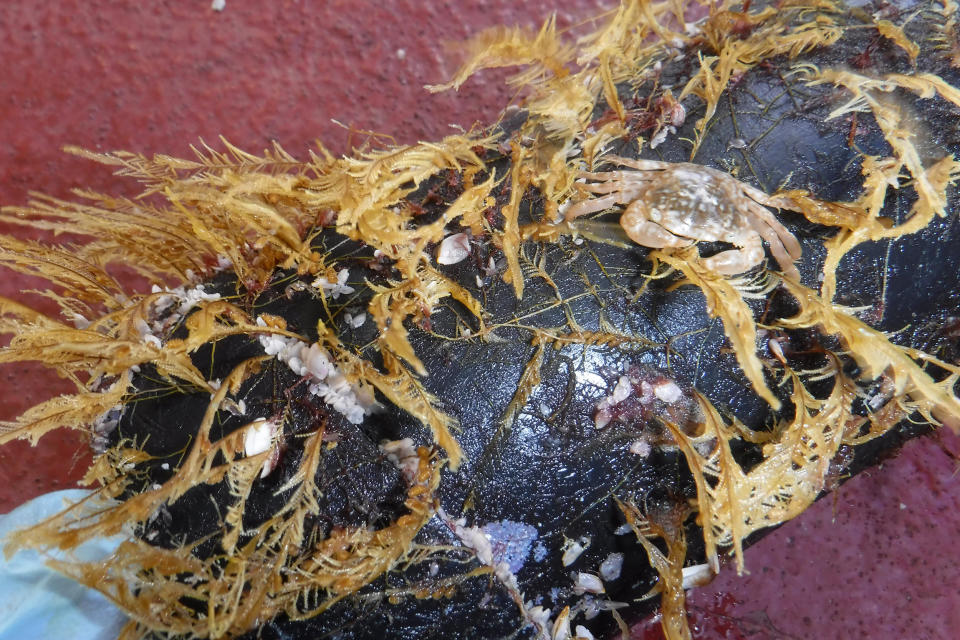 Coastal podded hydroid Aglaophenia pluma, open-ocean Planes crab and open-ocean Lepas gooseneck barnacles colonize a piece of floating debris.  (Smithsonian Institution)