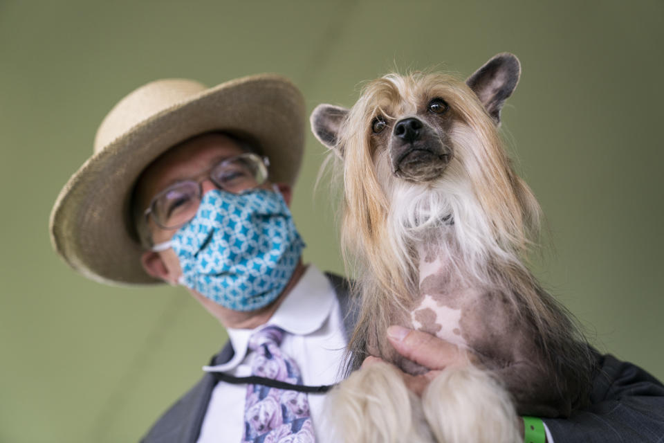 Venom, a Chinese crested dog, participates in breed judging at the 145th Annual Westminster Kennel Club Dog Show, Saturday, June 12, 2021, in Tarrytown, N.Y. (AP Photo/John Minchillo)