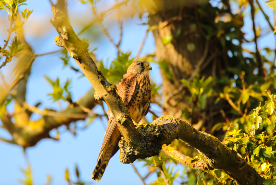 A kestrel in Sam Pastell's back garden in Norfolk came second in the contest.