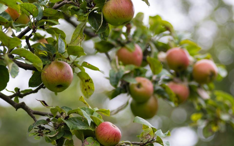 Mcc0072735. Apples for DT Gardening. Picture to illustrate an article about Hill Close Gardens in Warwick, the gardens were let to families who lived above their shops in the high street. Picture shows 'King Of The Pippins' desert apple. Picture date 27/09/2016 - Andrew Crowley for the Telegraph/Andrew Crowley for the Telegraph