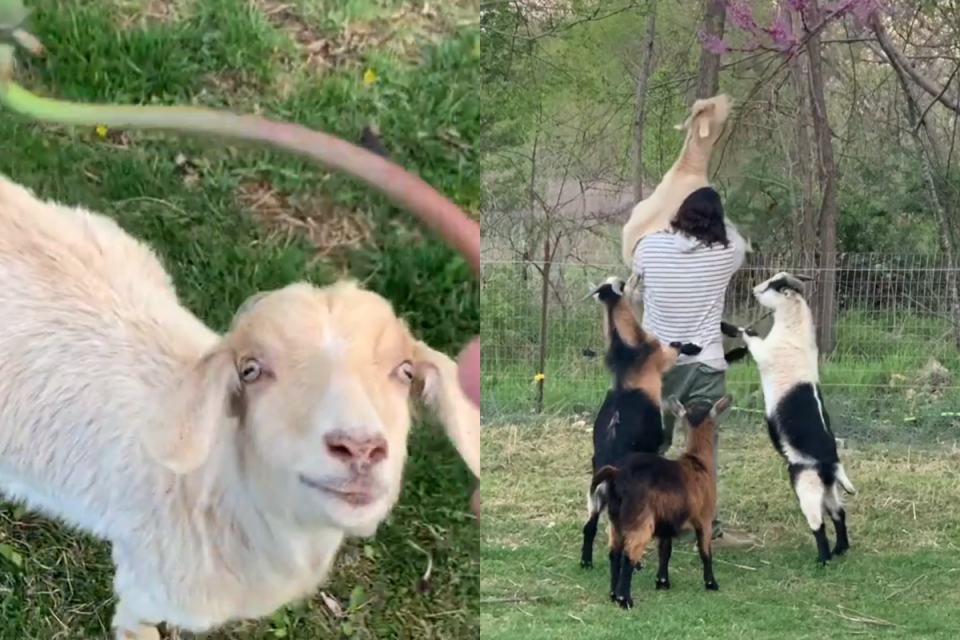 <p>白羊被男子舉高高吃「花朵巴費」，其他羊群見狀撒嬌：我也要！（圖／Instagram＠ caleb_kraft）</p>
